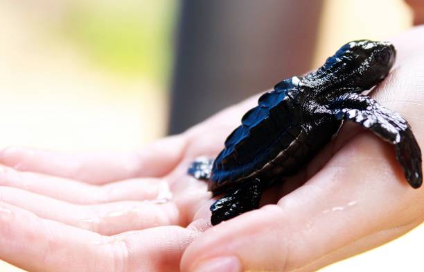 istock Close up of black turtle baby 1164526855
