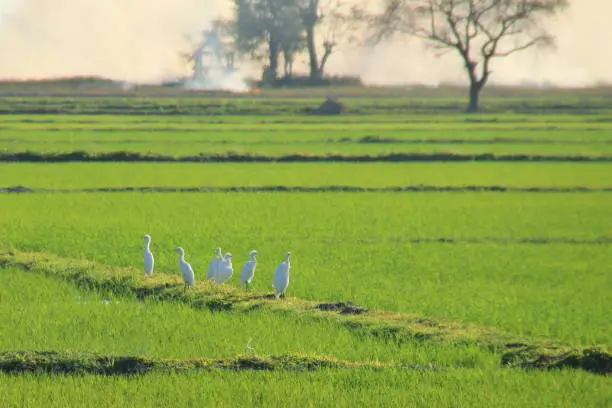 Photo of white birds in rice field with smoke from burning at background