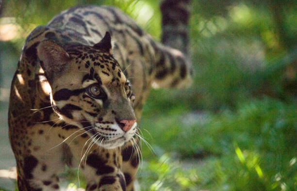 istock Female adult clouded leopard Neofelis nebulosa 1164527708