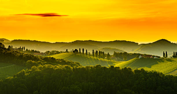 istock Panorama View at South Styria Vineyard fields in sunset sun in summer. Eckberg Tourist destination. 1164527848