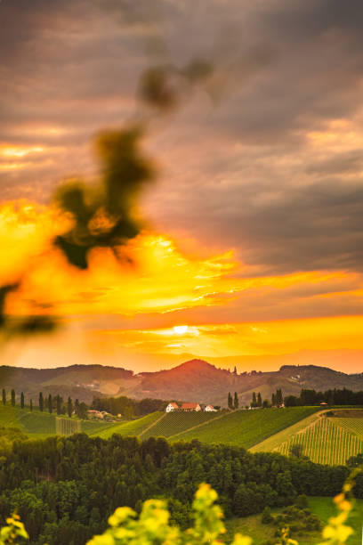 South Styria Vineyards landscape in Eckberg near Gamlitz , Austria. View at Vineyard fields in sunset sun in summer. Tourist destination. Vertical photo