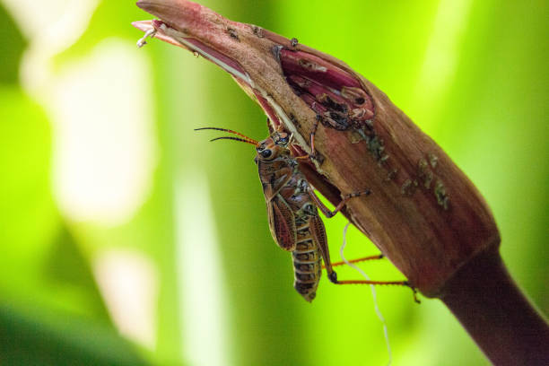 Southern lubber grasshopper, Romalea guttata, formerly Houttuyn, is known to be toxic and uneatable for most animals.