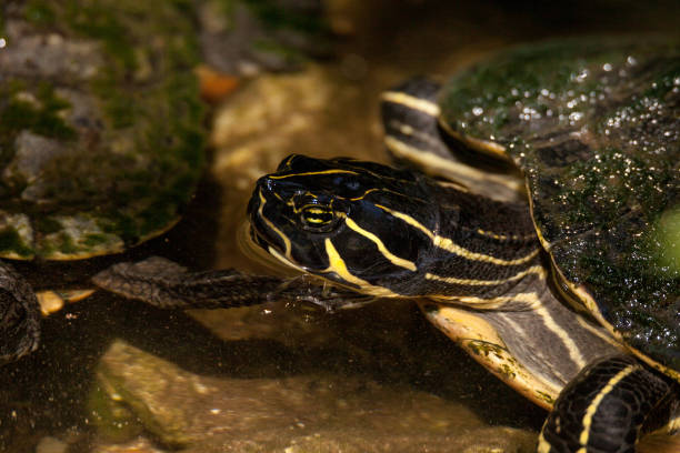 istock Suwannee river cooter turtle Pseudemys concinna suwanniensis 1164530468