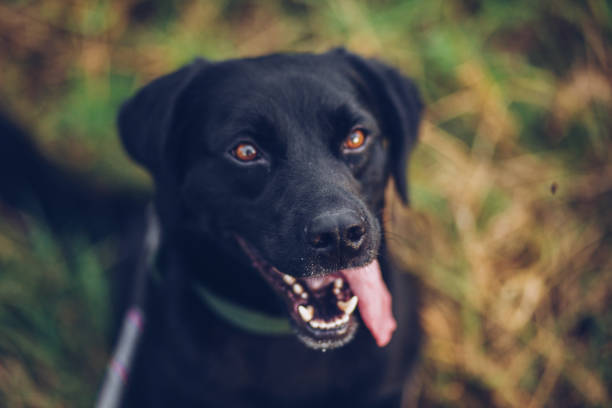 istock Happy Black Labrador dog portrait 1164537575