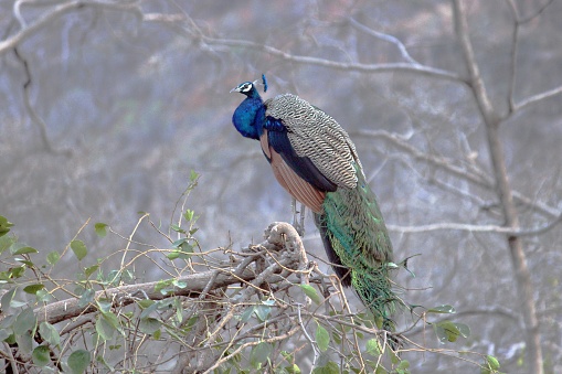 Indian Peacock or peafowl, early morning sitting on a tree at Ranthambore, Rajasthan India