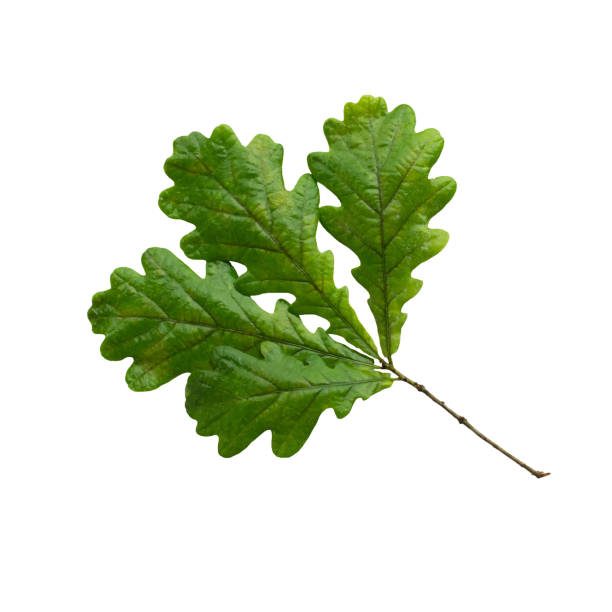 istock Branch of oak with leaves isolated on white 1164539028