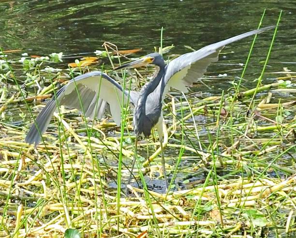 трехцветный горон (триколор эгретта) расправить крылья во флориде водно-болотных угодий - tricolored heron стоковые фото и изображения