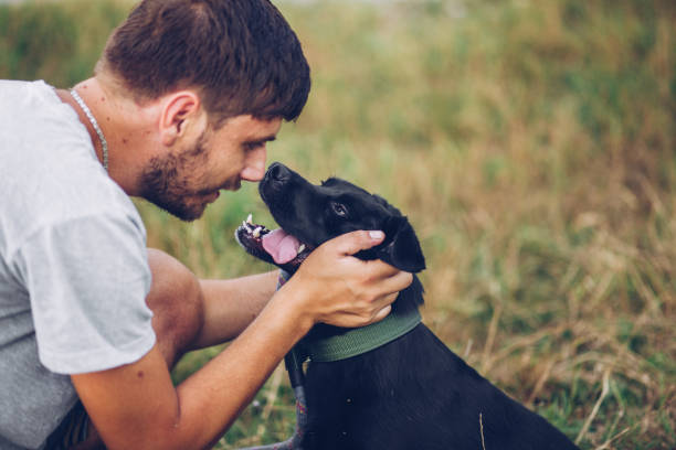 親友です - dog black labrador retriever animal nose ストックフォトと画像