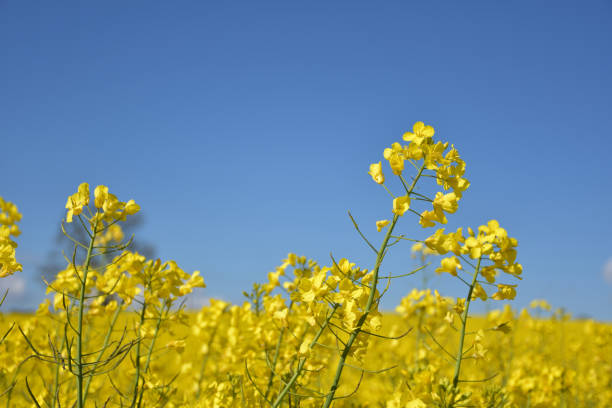 istock Stunning Field of Flowering Yellow Rape Seed in England 1164540814