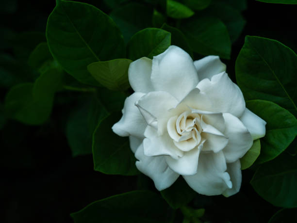 istock White Gardenia Flower Blooming 1164540888