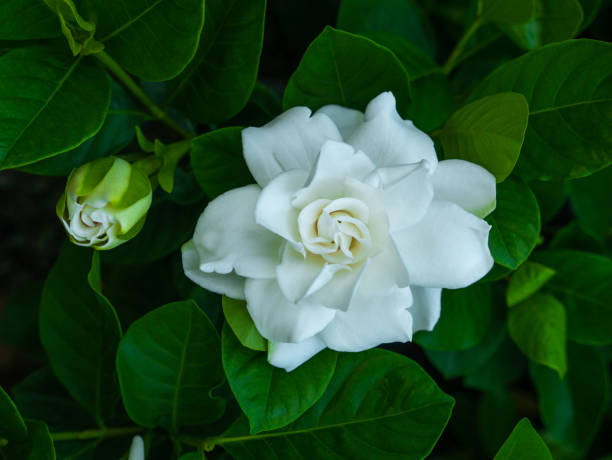 flor de gardenia blanca y bud blooming - gardenia fotografías e imágenes de stock