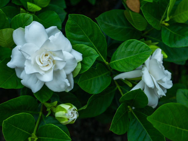 istock White Gardenia Flower and Bud Blooming 1164540988