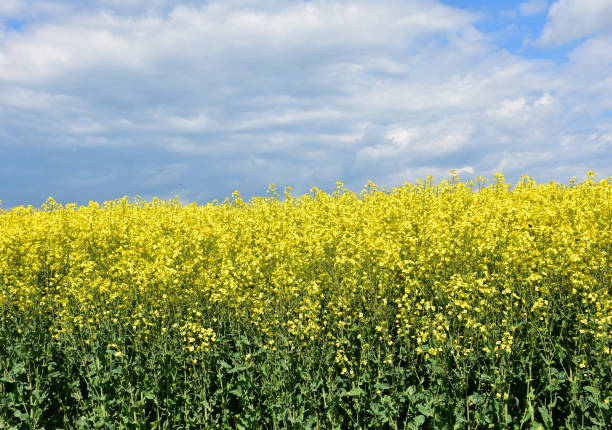 istock Stunning Field of Flowering Yellow Rape Seed in England 1164541046