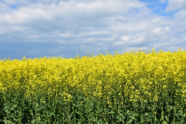 istock Stunning Field of Flowering Yellow Rape Seed in England 1164541221