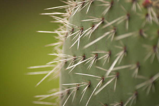 istock Typical flowers from Brazilian cerrado 1164541270