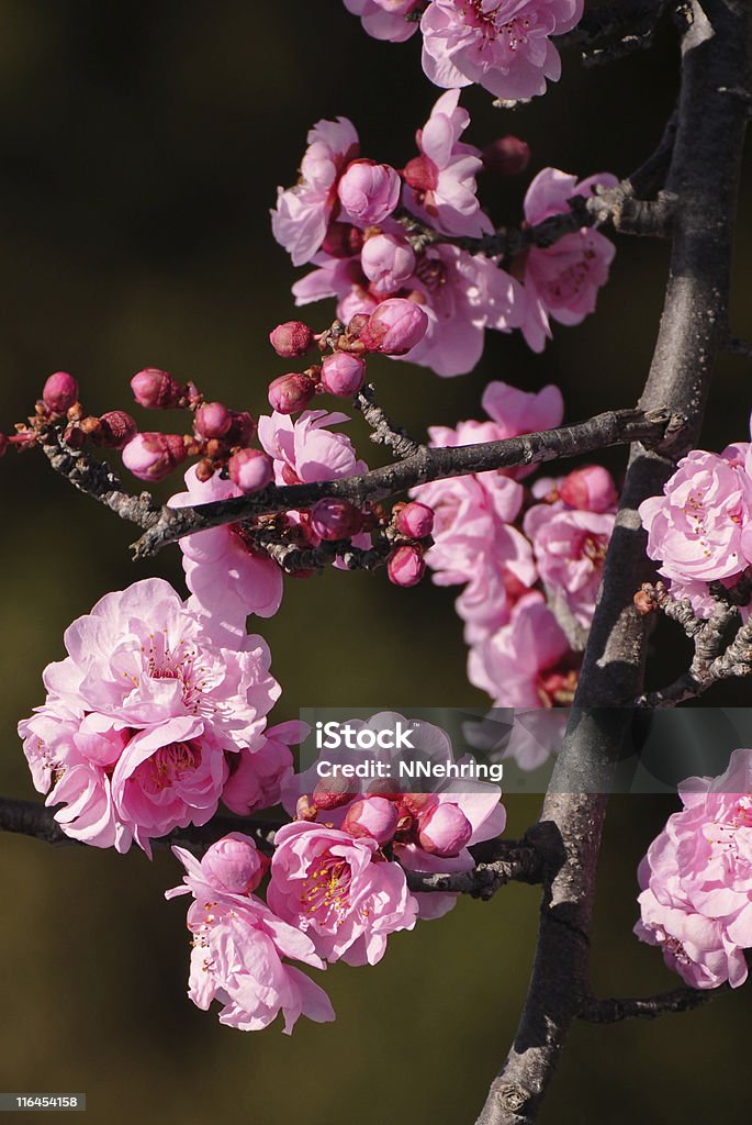 Cherry plum, Prunus Cerasifera blooming Double pink plum blossoms of purple-leaved cherry plum,  Blossom Stock Photo