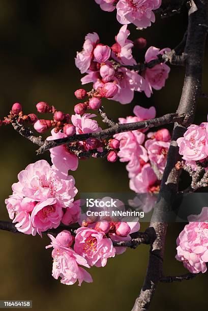 Cherry Plum Prunus Cerasifera Blooming Stock Photo - Download Image Now - Blossom, Close-up, Color Image