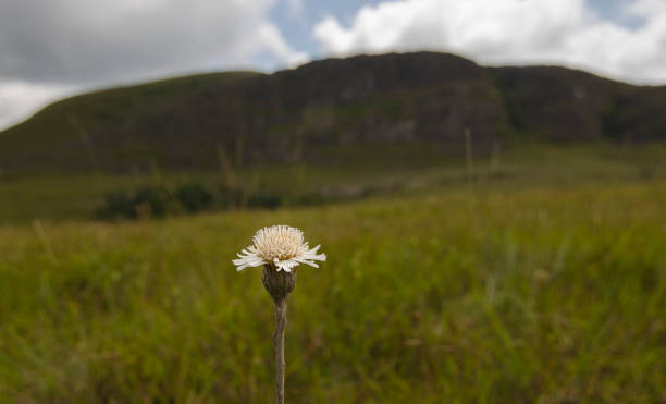 istock Typical flowers from Brazilian cerrado 1164541946