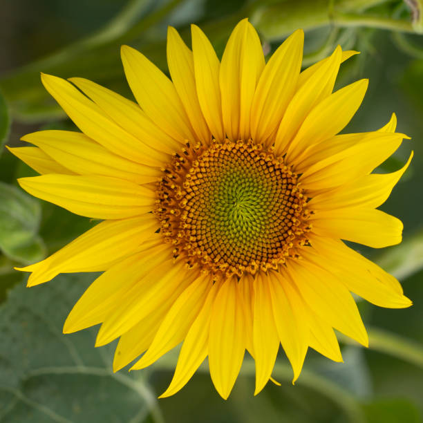 istock Young sunflower flower close up, soft focus 1164542129