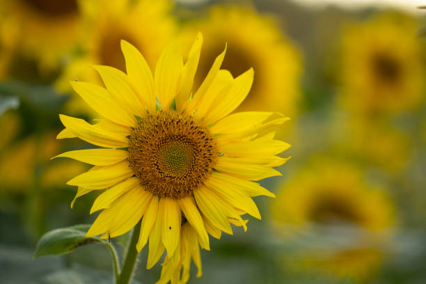 istock Young sunflower flower close up, soft focus 1164542145
