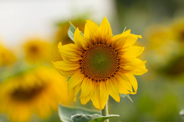 istock Young sunflower flower close up, soft focus 1164542222