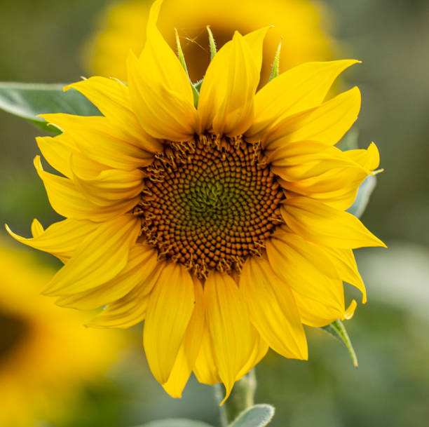 istock Young sunflower flower close up, soft focus 1164542229
