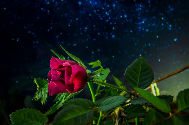 Roses in the urban garden