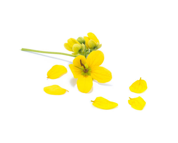Glaucous Cassia flower on white background stock photo