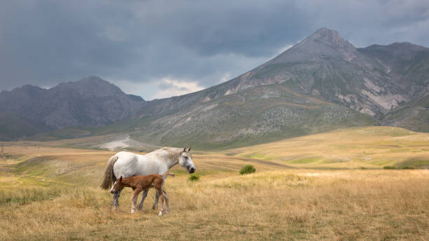 campo imperatore, abruzzo, italy. - apennines beauty in nature grass plateau foto e immagini stock