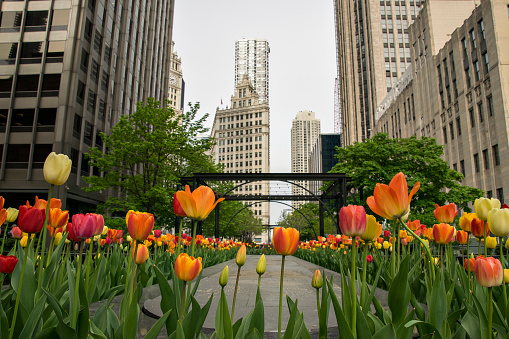 Gardens and flowers in Chicago