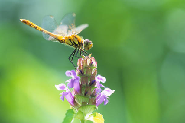A dragonfly on Prunella vulgaris