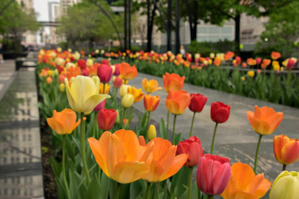 istock Gardens and flowers in Chicago 1164543753