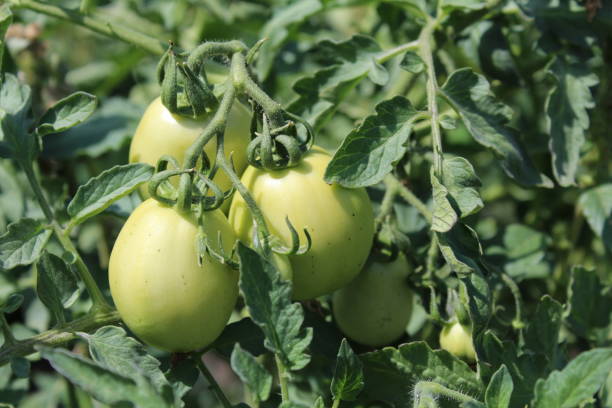 istock green tomatoes on a branch in the summer garden 1164543893
