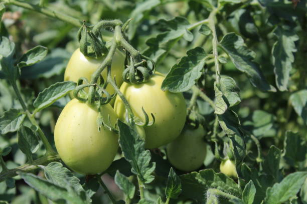 istock green tomatoes on a branch in the summer garden 1164543908