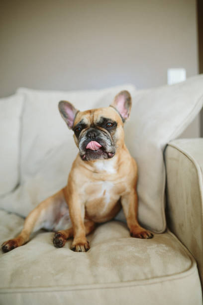 istock Lazy French Bulldog 1164544572