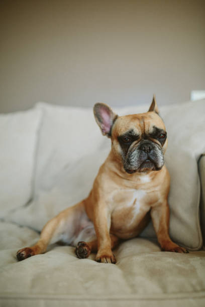 istock Lazy French Bulldog 1164544595