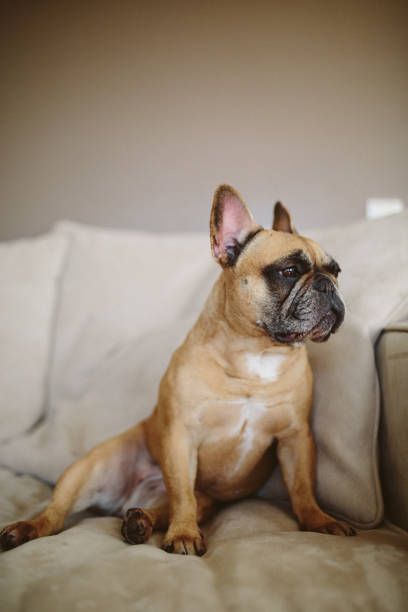 istock Lazy French Bulldog 1164544599