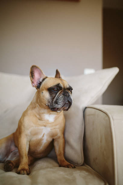 istock Lazy French Bulldog 1164544602
