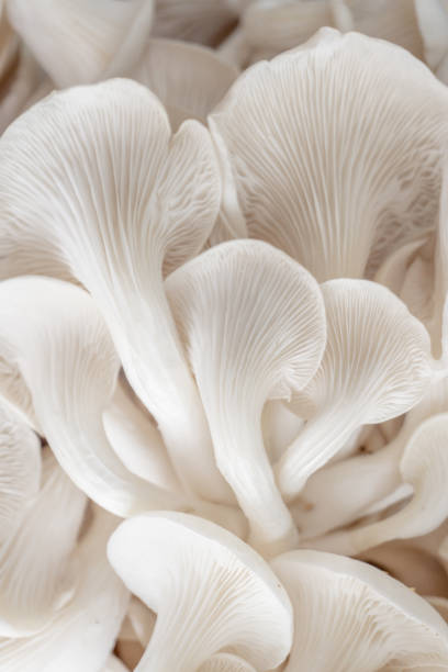 istock abstract nature background macro of Sajor-caju Mushroom plants. Using idea design texture pattern concept natural or wallpaper. 1164544717