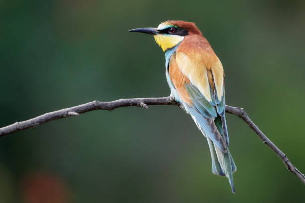 istock One beautiful European bee-eater sitting on a branch in Gerolsheim Germany - Merops Apiaster 1164544993