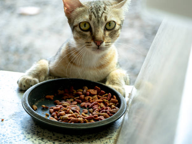 istock Stray Cat Secretly Eat Food 1164545018