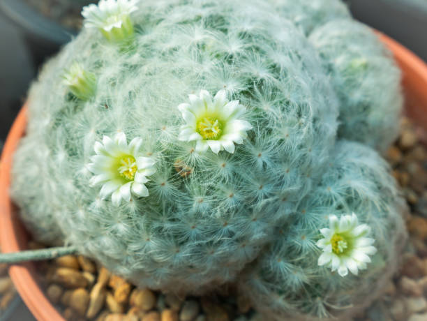 istock White Hair Cactus Flowers Blooming 1164545053