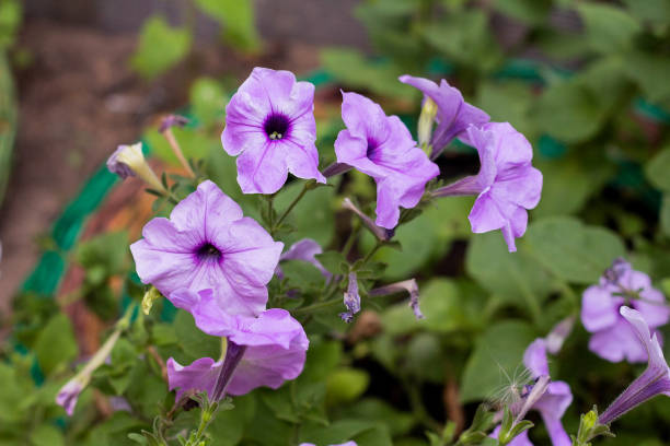 istock Petunia plant with lilac flowers 1164545830