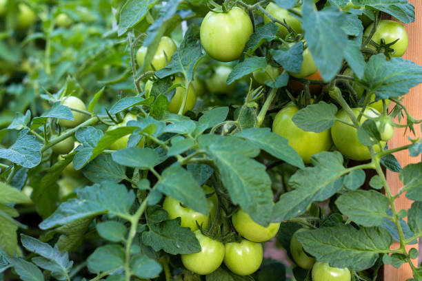 istock not ripe green cherry tomatoes in garden 1164545930