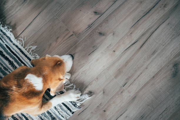 Beagle dog peacefully sleeping on striped mat on laminate floor. Pets in cozy home top view image.
