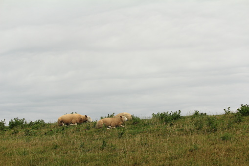 Sheep stand on the dike