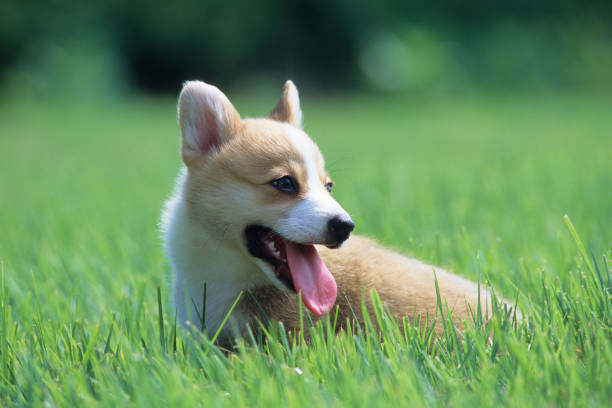 istock Welsh Corgi Pembroke 1164546681