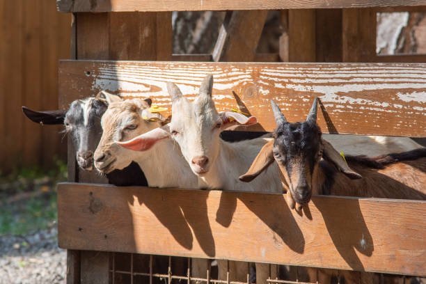 istock Young goats with horns looking from a stall, Russia. 1164547238
