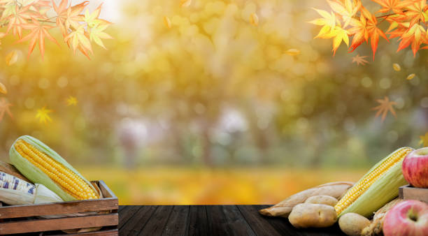 istock Autumn season with fruit and vegetable. Fall harvest cornucopia. 1164547410