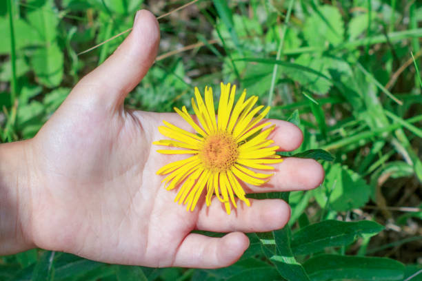 istock yellow flower in child's hand 1164547587